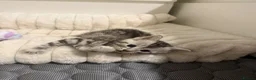 Mixed Breed cats for sale: Last female kitten  in Bournemouth - Advert 5