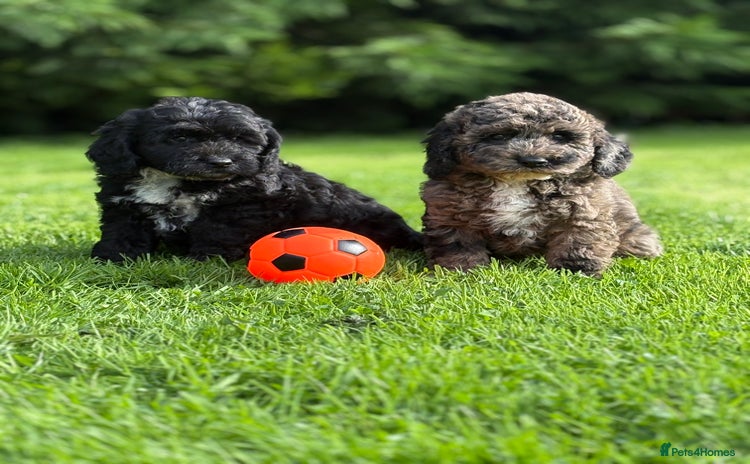 Cavapoo dogs - Advert 2