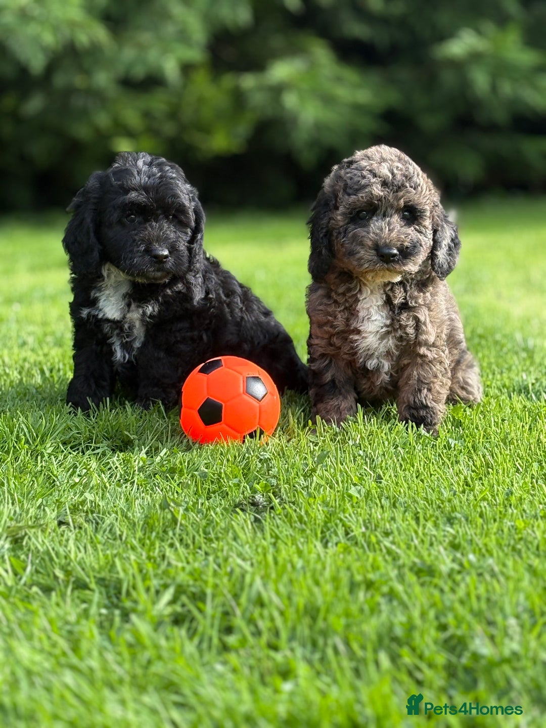 Cavapoo dogs for sale: Beautiful cavapoochon puppies - Image 2