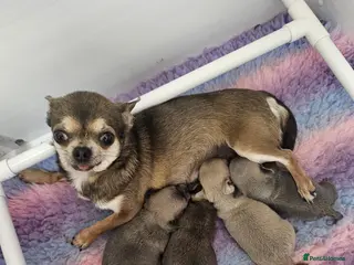 Chihuahua dogs SmoothCoat Chihuahua - Advert 2