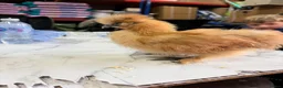 Chickens poultry for sale: 🐥🐣🥚USA Bearded silkies🐥Vorwerk🐥Brahmas🥚🐣🐥 - Advert 15
