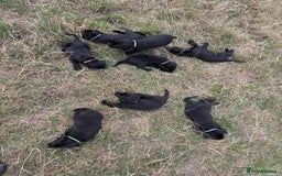 Labrador Retriever dogs for sale: Beautiful Black Labrador puppies in Cheltenham - Image 15