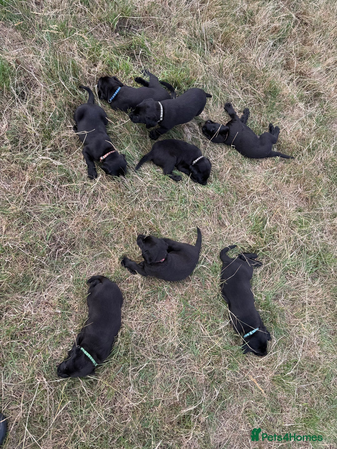 Labrador Retriever dogs for sale: Beautiful Black Labrador puppies in Cheltenham - Image 15