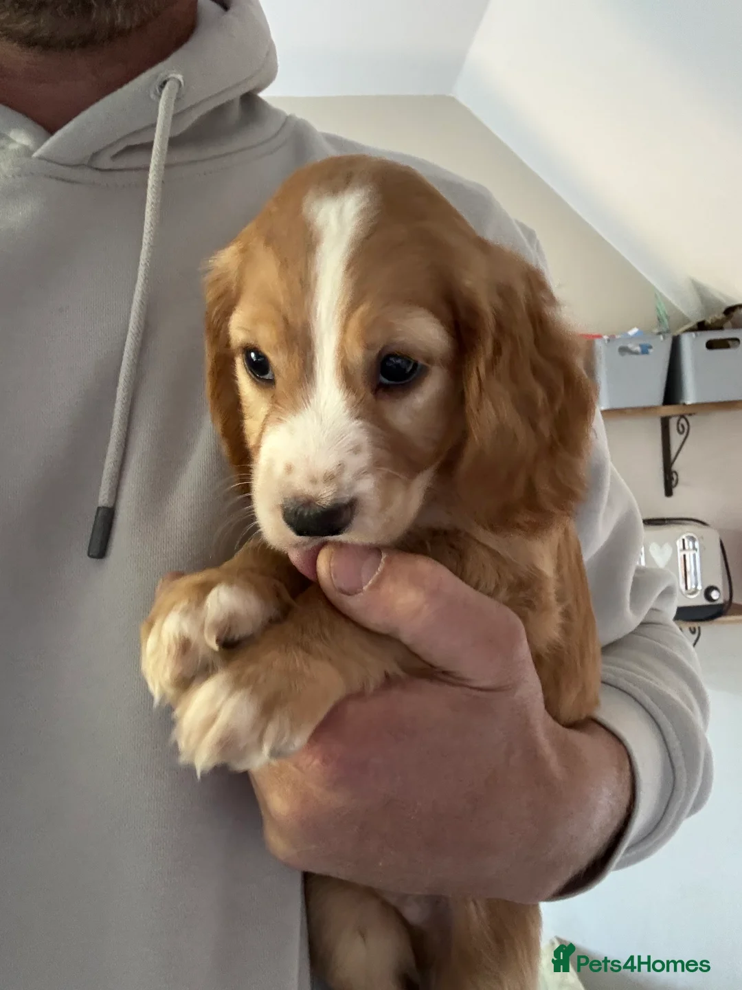 Cocker Spaniel dogs for sale: Lemon and white cocker spaniel  - Advert 2