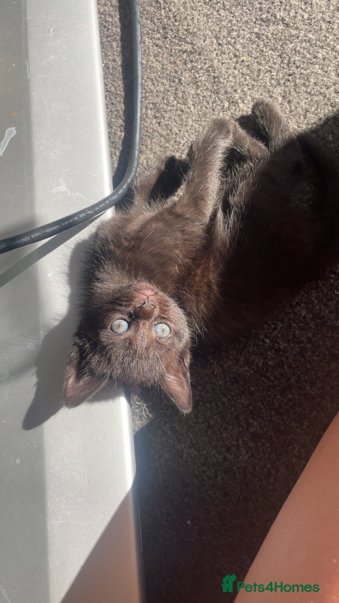 Mixed Breed cats for sale: 5 beautiful kittens ready to go! - Image 17