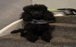 Maltipoo dogs for sale: TINY MALTIPOOS - Image 12