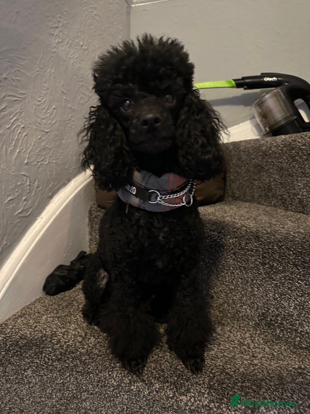 Maltipoo dogs for sale: TINY MALTIPOOS - Image 12