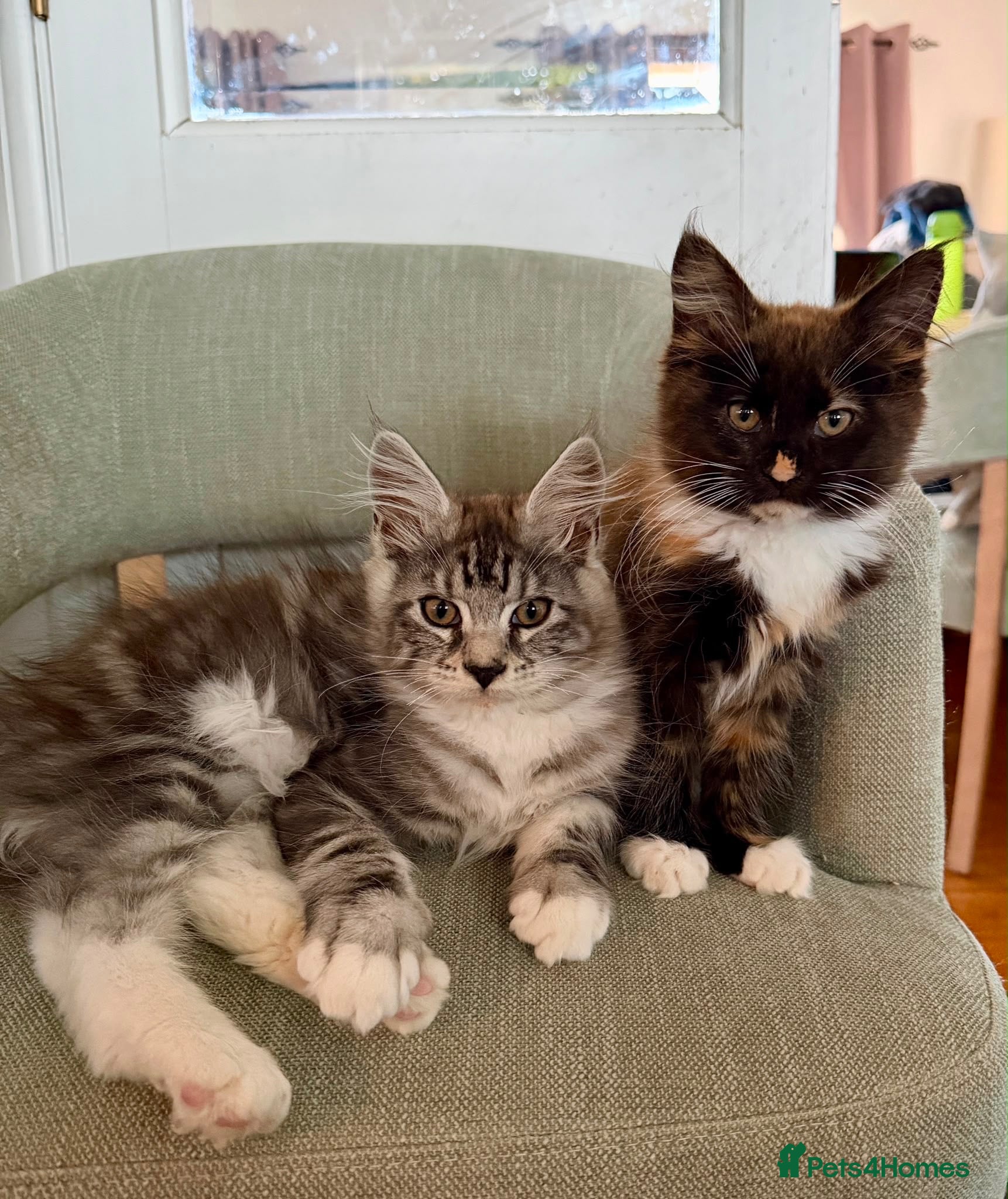 Maine Coon cats Pedigree Maine Coon kittens  - Advert 1