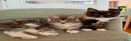 Maine Coon cats for sale: Pedigree Maine Coon kittens  - Advert 1