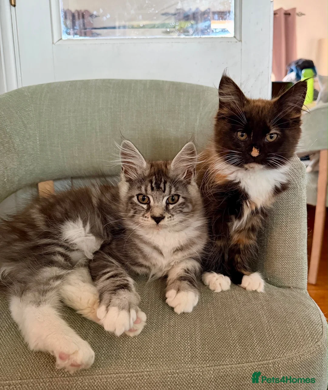 Maine Coon cats for sale: Pedigree Maine Coon kittens  - Advert 1