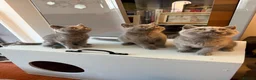 British Shorthair cats for sale: Ready to leave pedigree BSH kittens - Advert 23