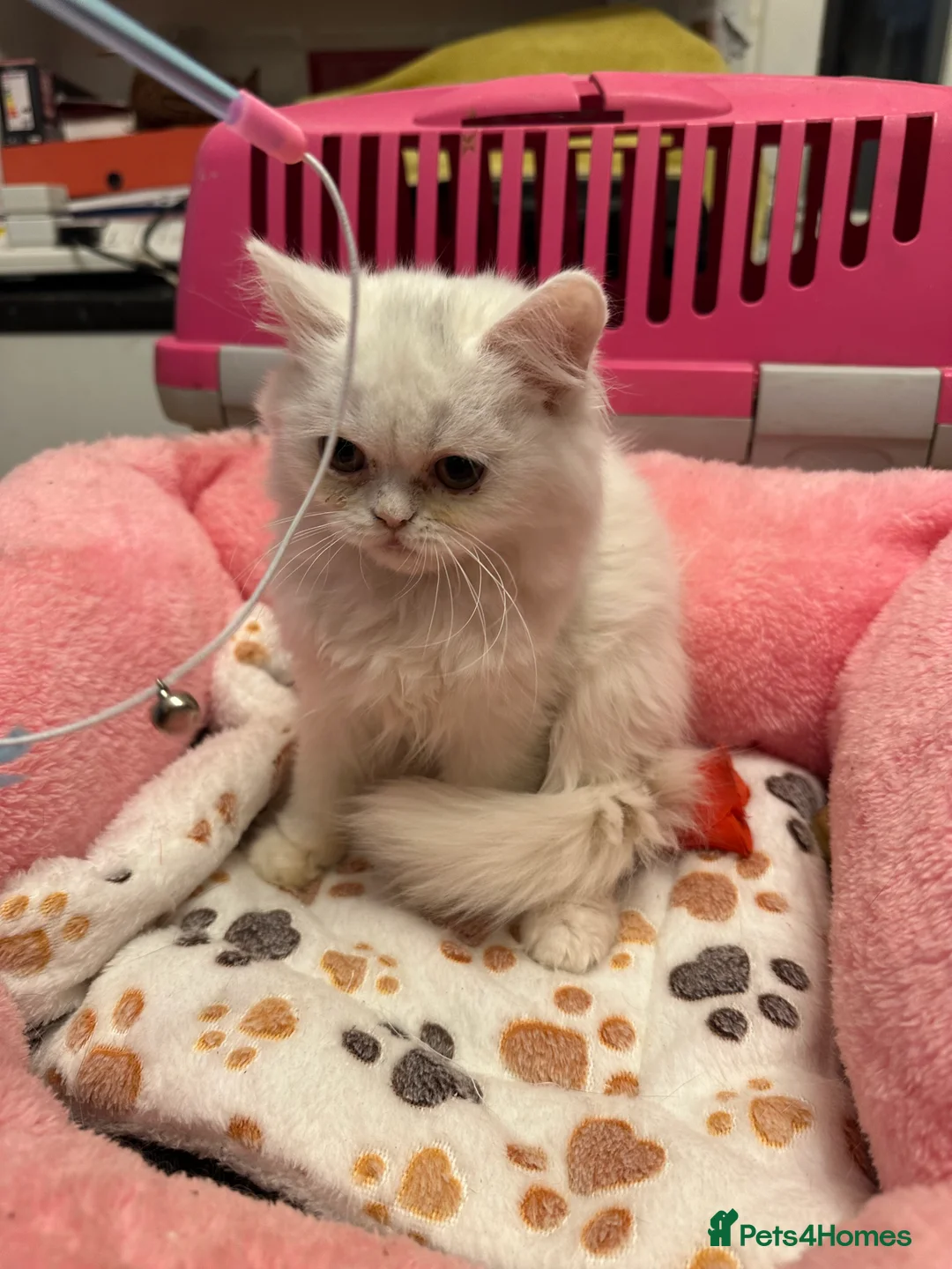 Brazilian Shorthair cats for sale: White British Shorthairs male and female - Advert 3