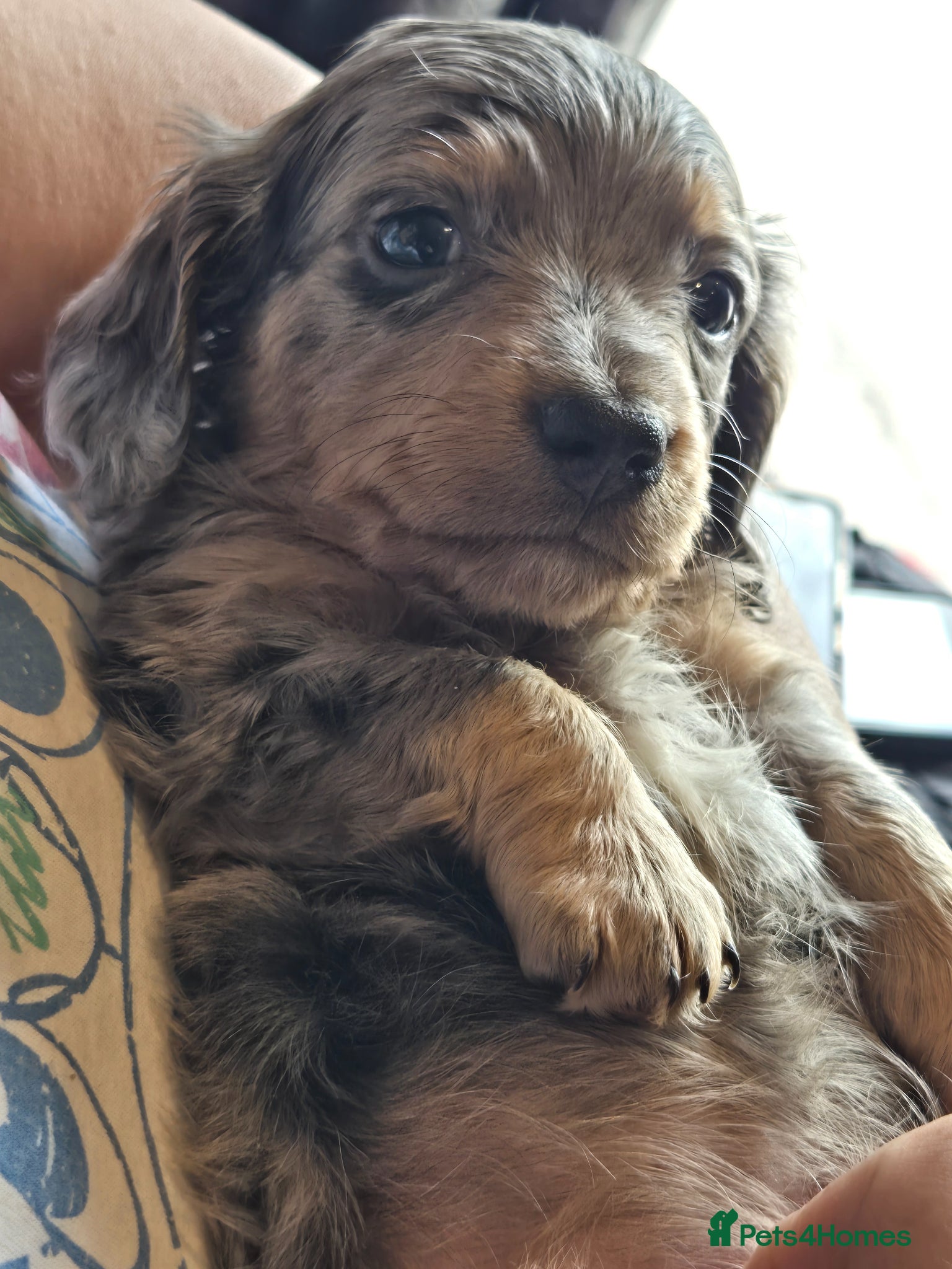 Dachshund dogs for sale: 5 gorgeous dachshund puppies for loving homes in Ludlow - Advert 22