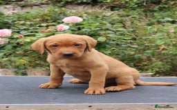 Labrador Retriever dogs for sale: Health Tested Fox Red Puppies for Sale - Image 1