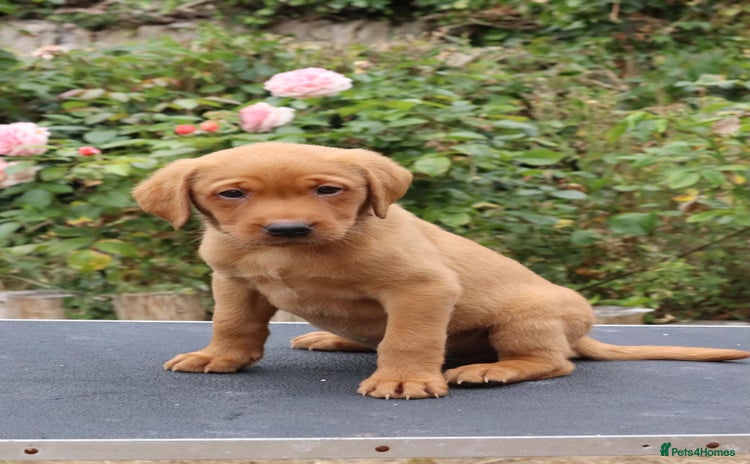 Labrador Retriever dogs - Advert 4