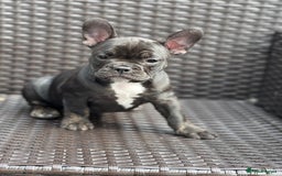 French Bulldog dogs for sale: 4 cute puppies looking for new loving homes - Image 7
