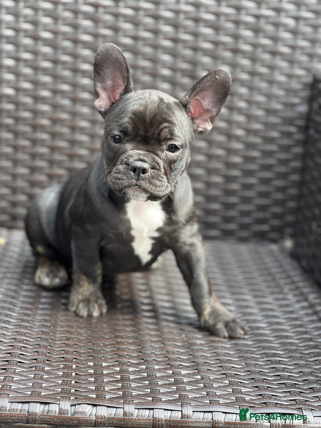 French Bulldog dogs for sale: 4 cute puppies looking for new loving homes - Image 7