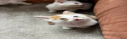Maine Coon cats for sale: 4 LEFT! Stunning main coon x ragdoll kittens  - Advert 20