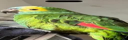 Parrots birds for sale: Amazing blue front Amazon parrot  - Advert 5
