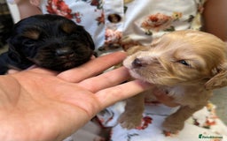 Cocker Spaniel dogs for sale: KC cocker spaniel puppies - Image 7