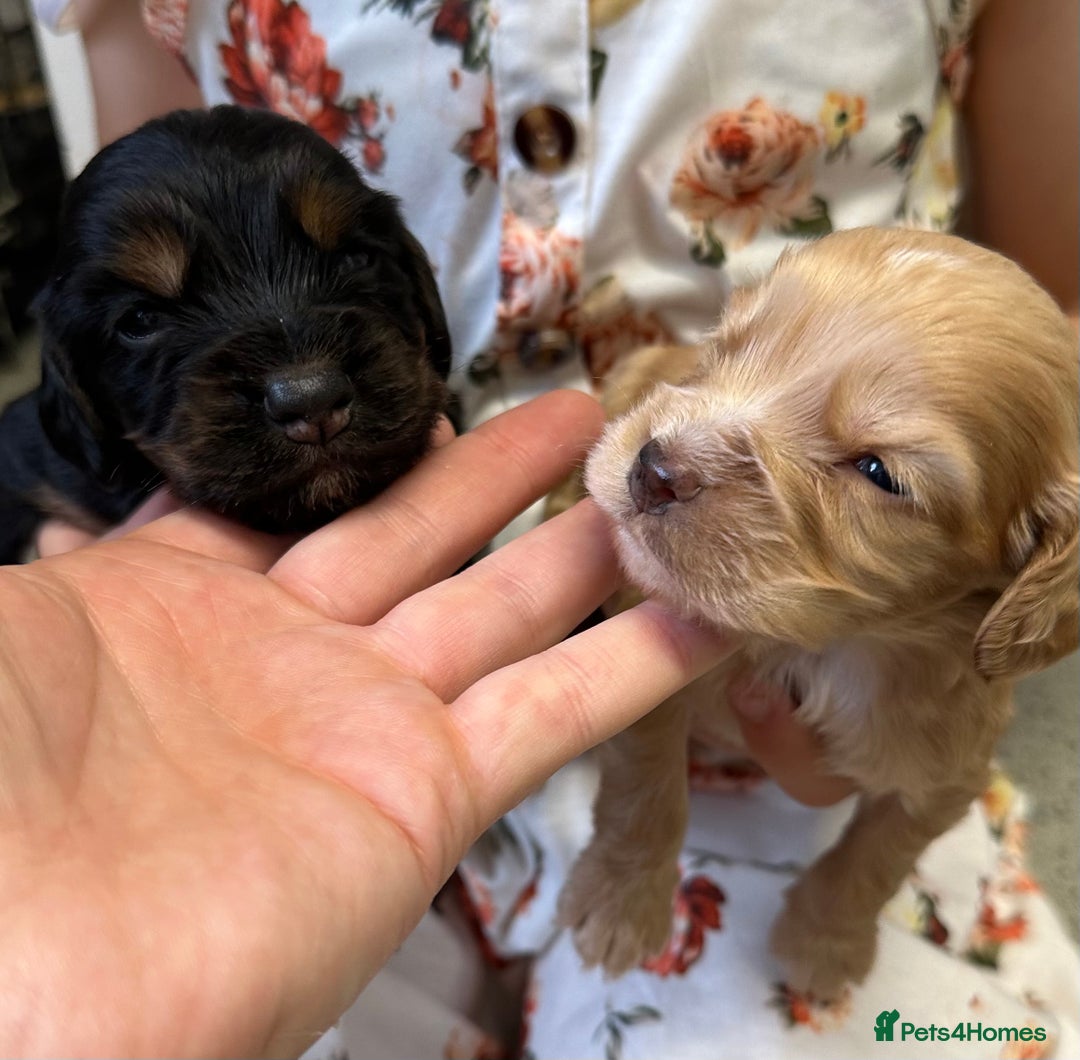 Cocker Spaniel dogs for sale: KC cocker spaniel puppies - Image 7