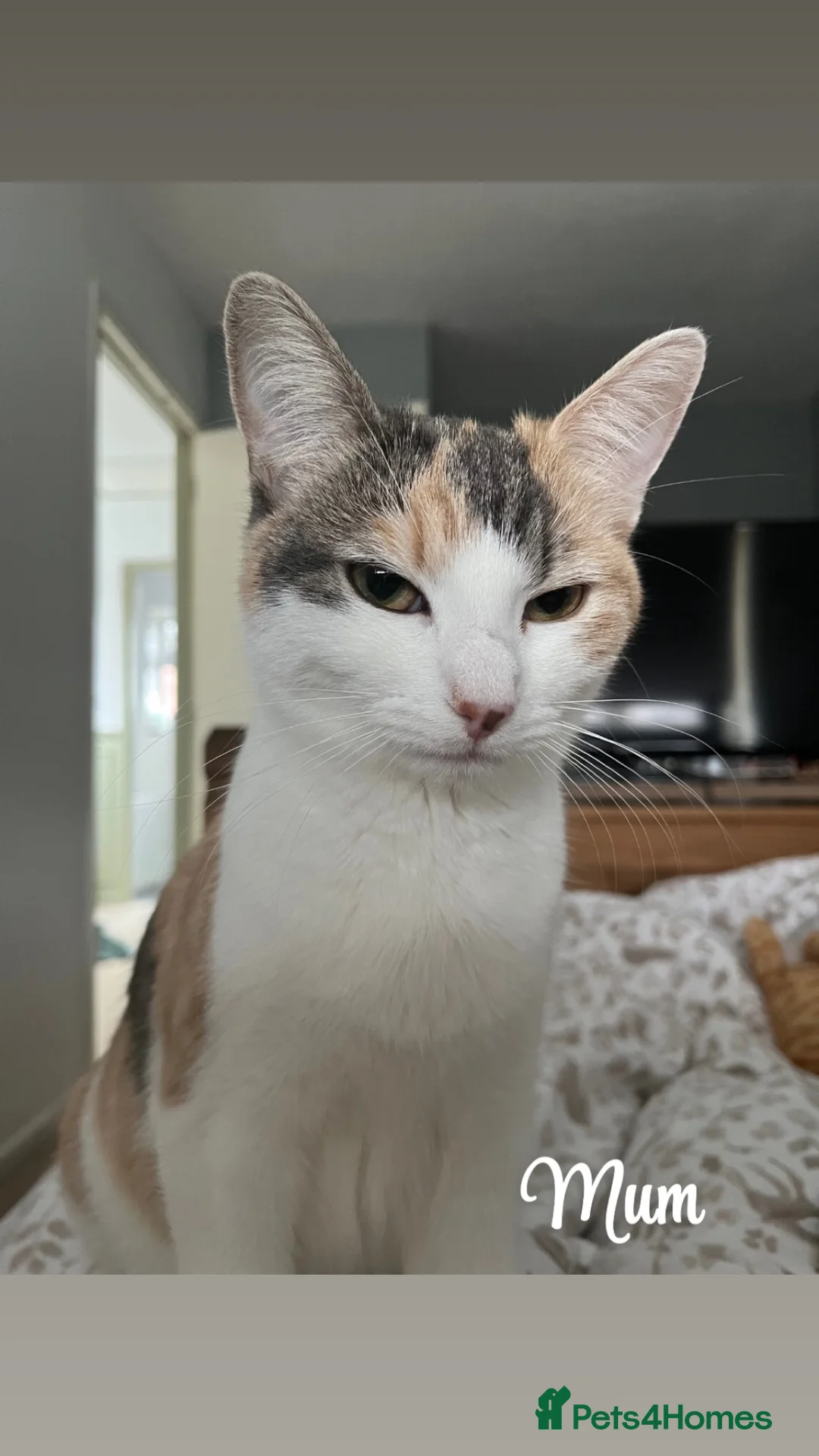 American Shorthair cats for sale: 4 kittens for sale  - Advert 2