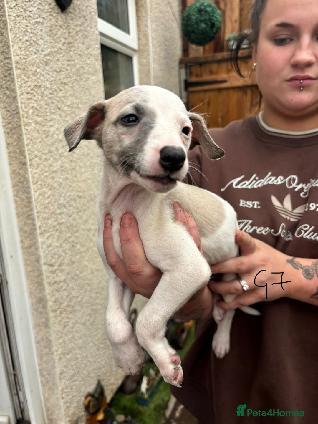 Whippet dogs for sale: Whippet pups x14 - Advert 13