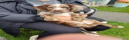 Cocker Spaniel dogs for stud: STUD working cocker spaniel  in Castleford - Advert 2