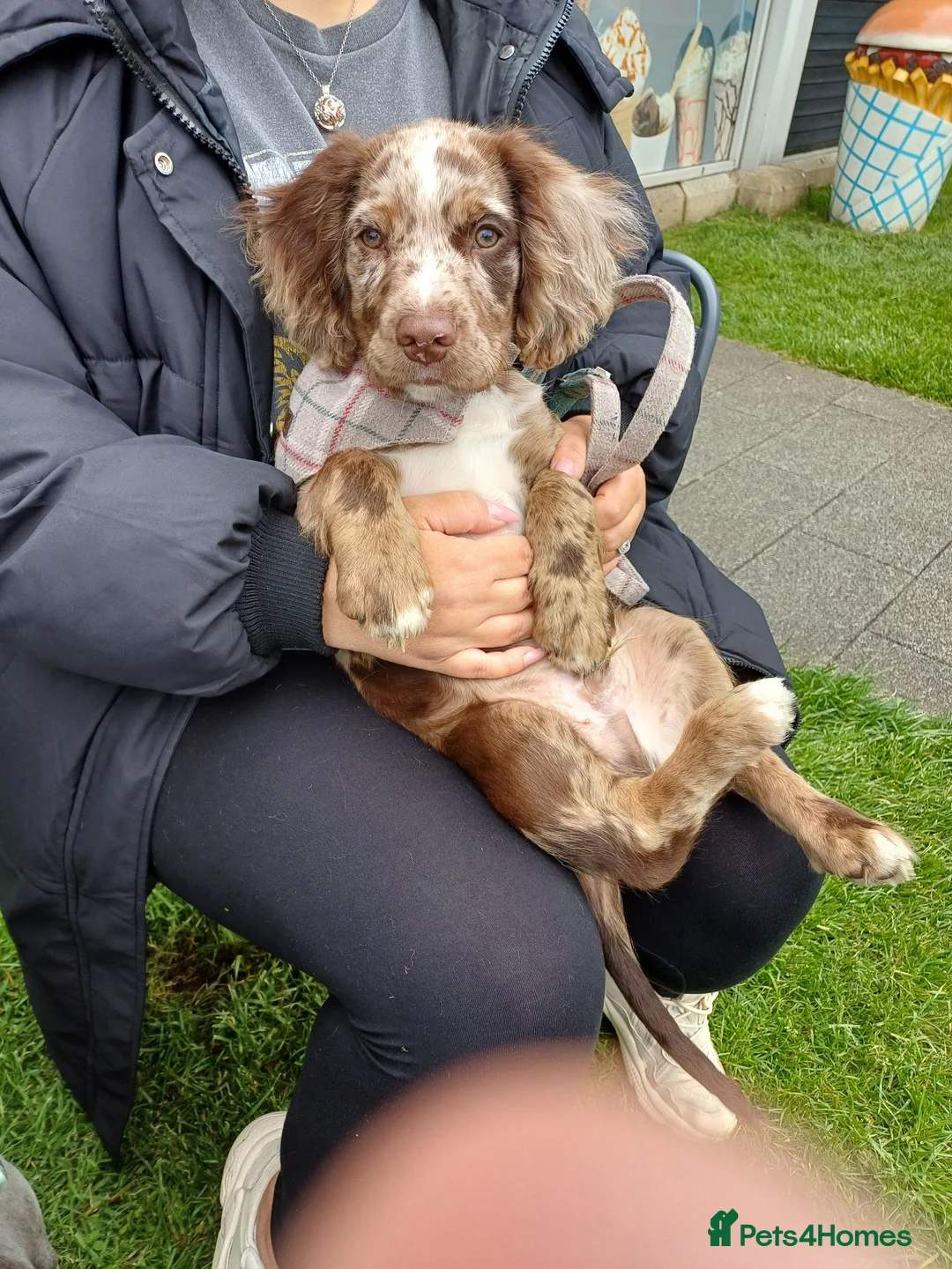 Cocker Spaniel dogs for stud: STUD working cocker spaniel  in Castleford - Advert 2
