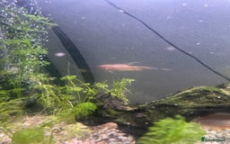 Gouramis fish for sale: 5 beautiful paradise fish and 1 pearl gourami - Image 1