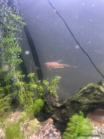 Gouramis fish - Advert 2