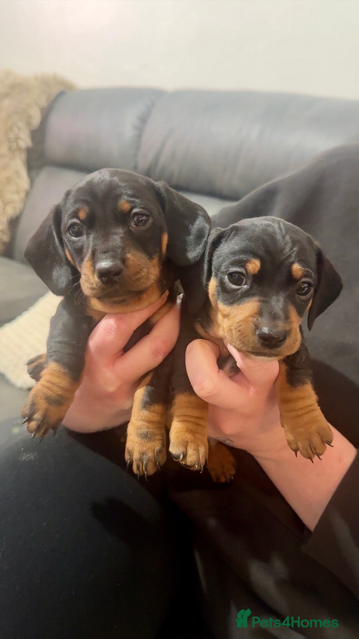 Dachshund dogs  LAST ONE REMAINING MINIATURE DACHSHUND - Advert 4