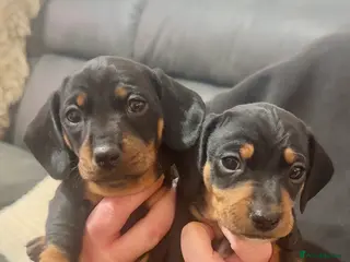 Dachshund dogs LAST ONE REMAINING MINIATURE DACHSHUND - Advert 4