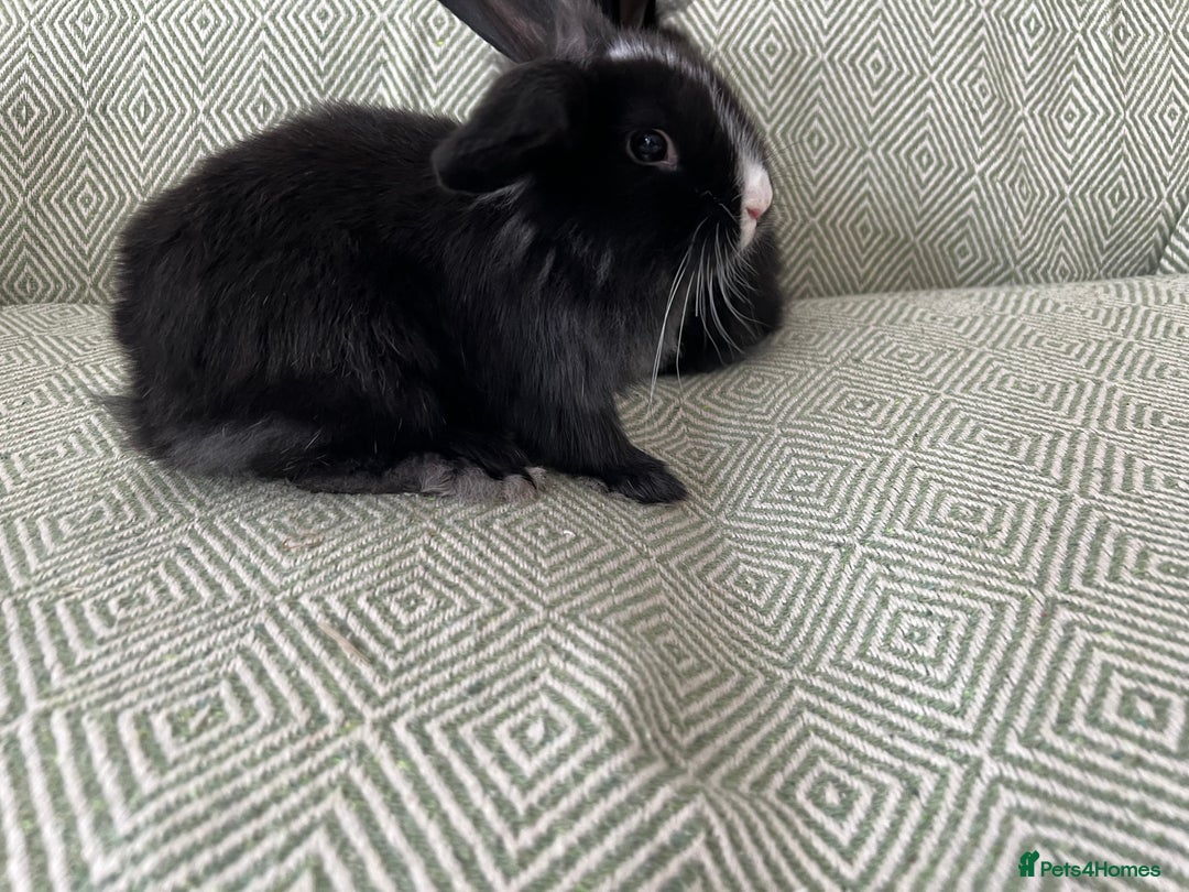 Mini Lion Lop rabbits for sale: Adorable Mini Lion Lops - Image 6