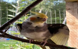 Cockatiels birds for sale: Cockatiels for sale (mixed) - Image 3