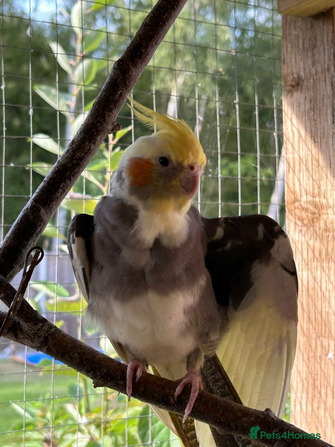 Cockatiels birds for sale: Cockatiels for sale (mixed) - Image 3