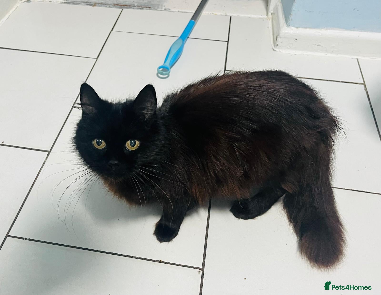 Mixed Breed cats Beautiful kitten ready for a new home - Advert 6