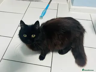 Mixed Breed cats Beautiful kitten ready for a new home - Advert 3