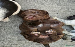 Cocker Spaniel dogs for sale: 🐾 Working Cocker Spaniel Puppies for Sale £800  - Image 4