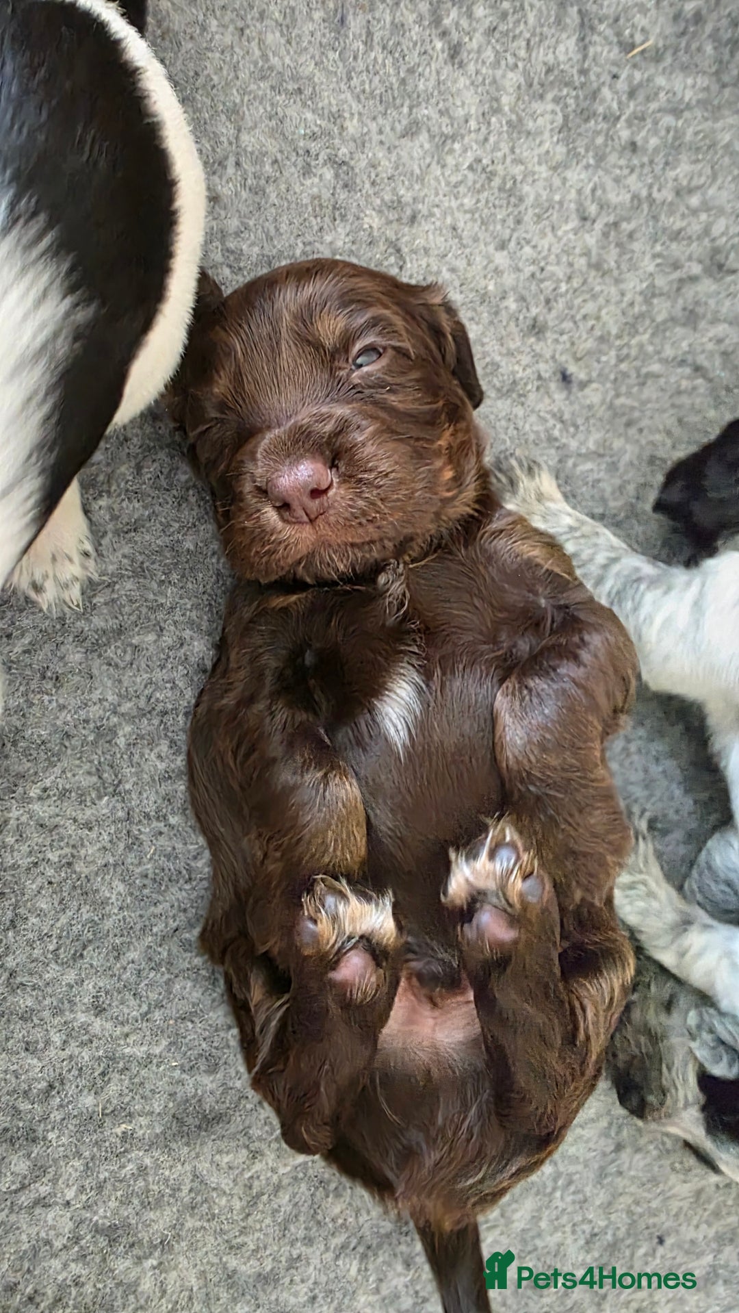 Cocker Spaniel dogs for sale: 🐾 Working Cocker Spaniel Puppies for Sale £800  - Image 4