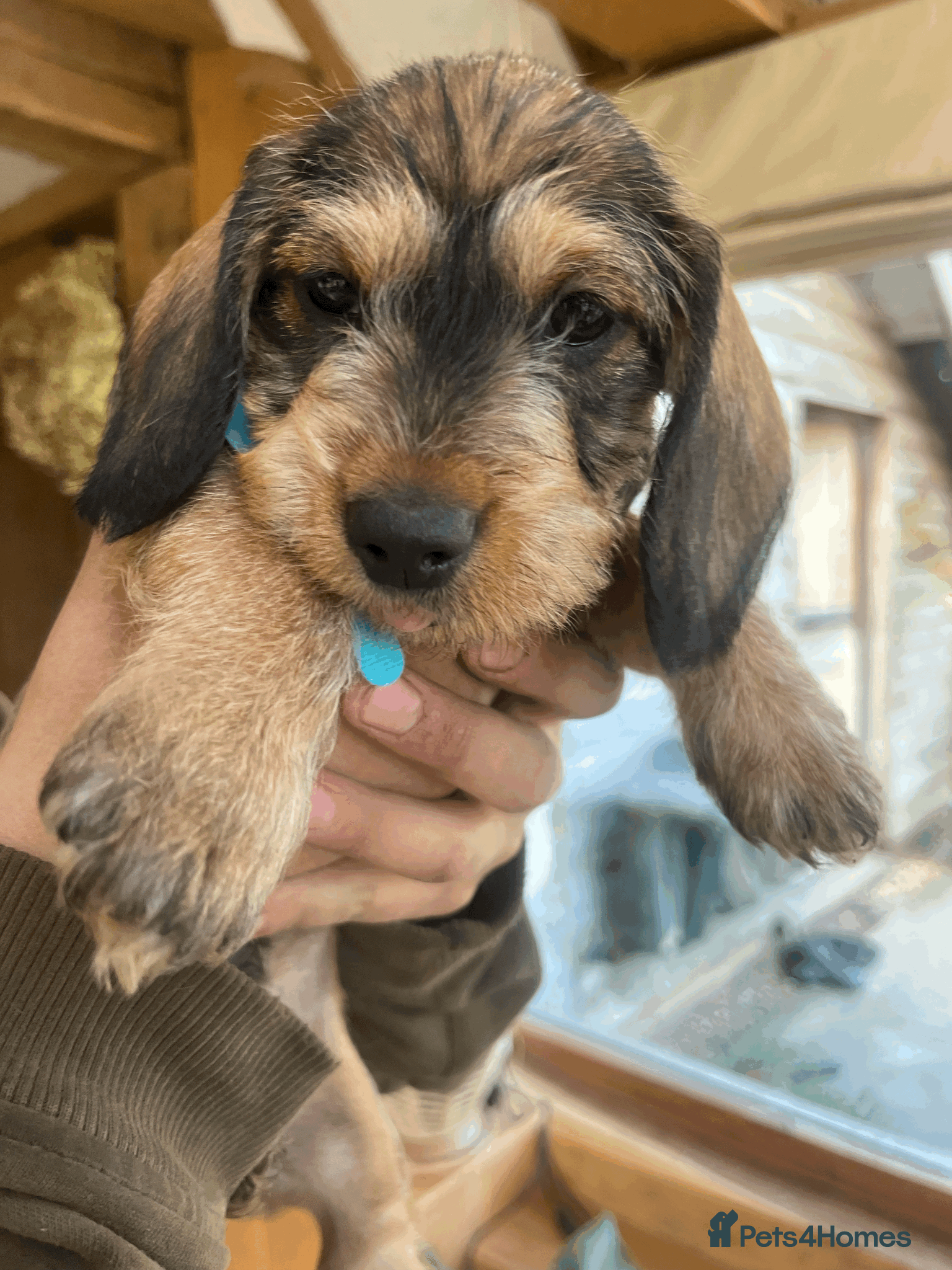 Dachshund dogs Dachshund puppies - Advert 5