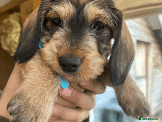 Dachshund dogs Dachshund puppies - Advert 4