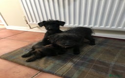 Mixed Breed dogs for sale: Bedlington whippet Italian grayhound x  - Advert 7