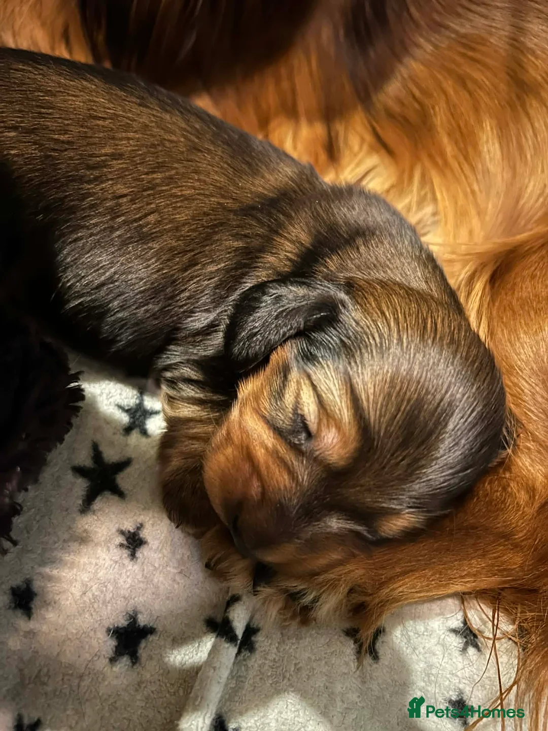 Miniature Dachshund dogs for sale: READY NOW KC Minature long-haired dachshund  - Advert 5