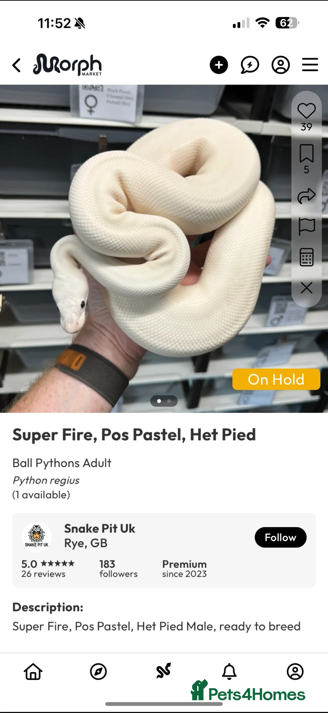 Python Snake reptiles for sale: Ivory royal python  - Advert 2