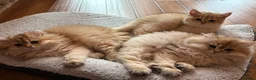 British Longhair cats for sale: Show Quality Golden BLH chinchillas - Advert 2