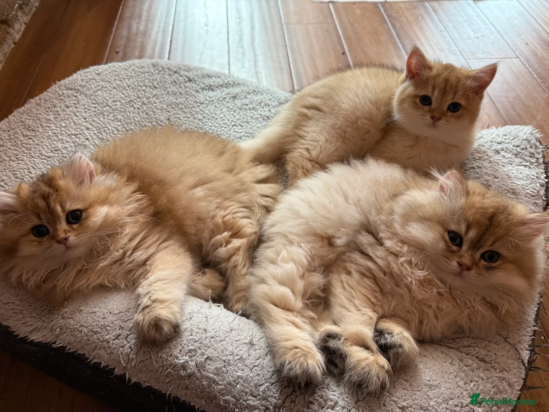 British Longhair cats for sale: Show Quality Golden BLH chinchillas - Advert 2