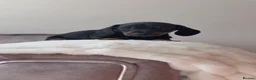 Miniature Dachshund dogs for sale: Dachshunds Ready Now  - Advert 6
