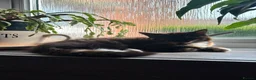 Mixed Breed cats for sale: Two gorgeous kittens looking for a home.  - Advert 19