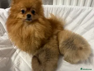 Pomeranian dogs pomeranian puppies - Advert 2